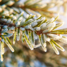 Load image into Gallery viewer, NOBLE FIR & CEDAR